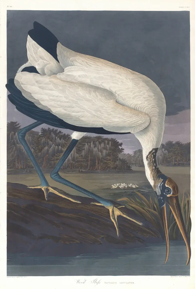 Waldstorch von John James Audubon