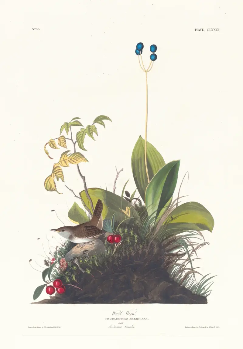 Skogsgärdsmyg, John James Audubon