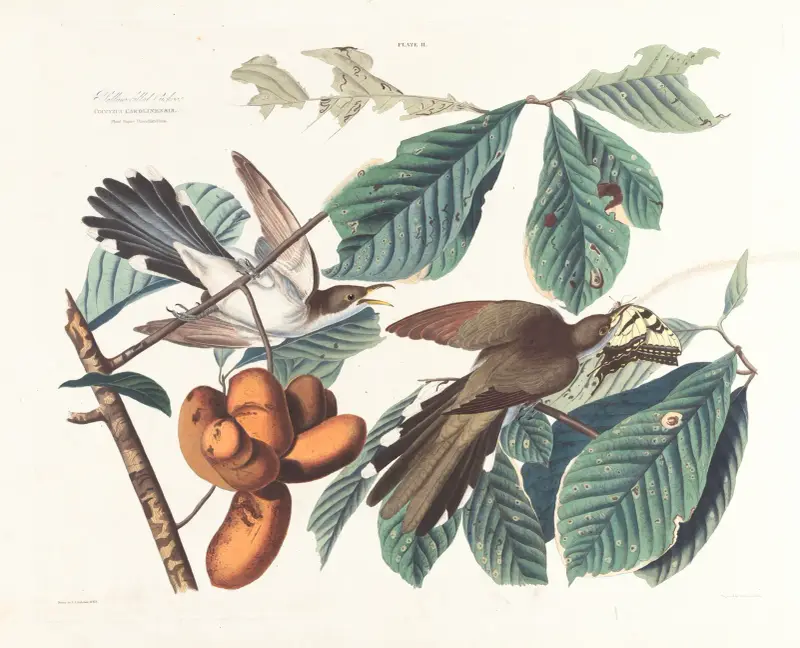 Žlutožobý kukačka deštivá, John James Audubon