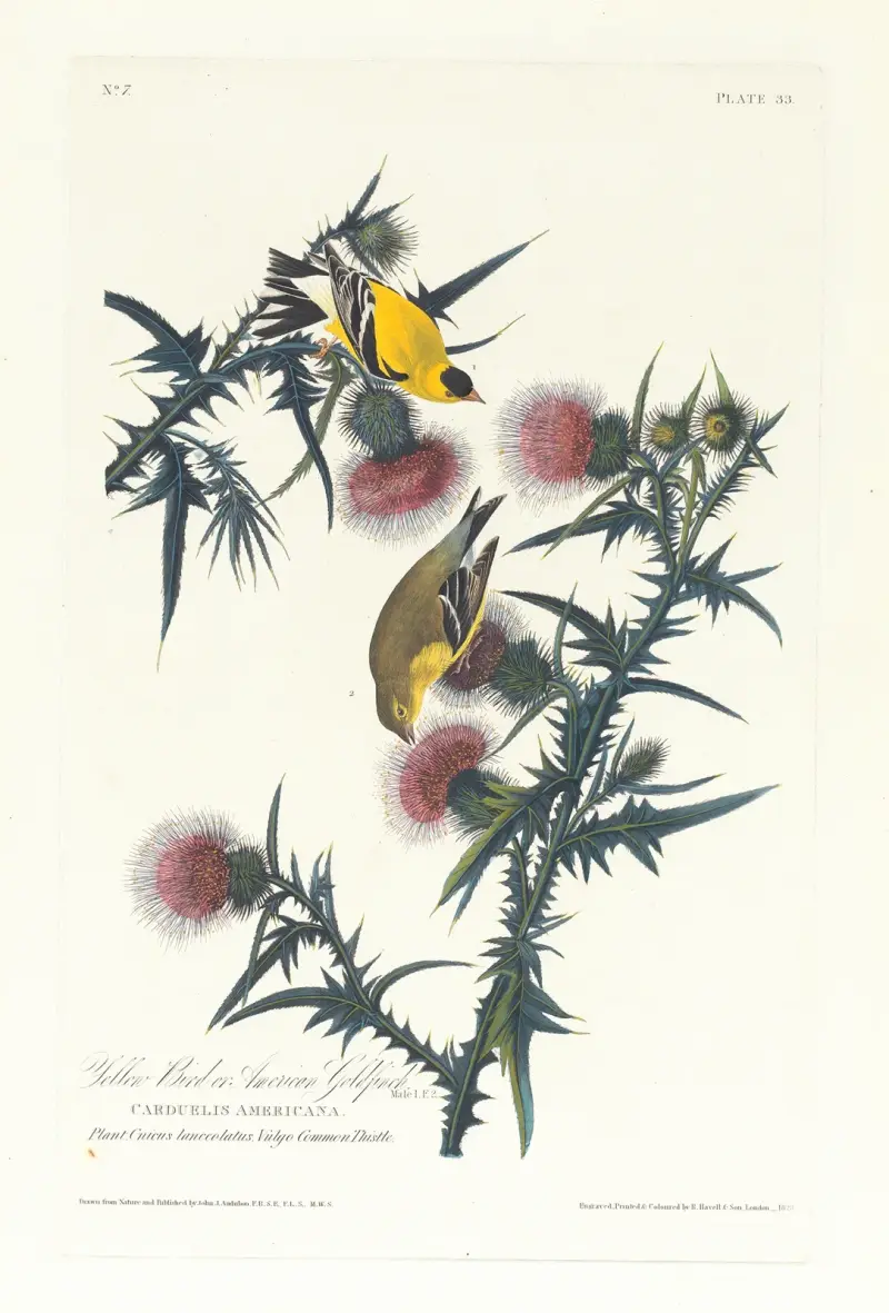 Yellow bird or American goldfinch av John James Audubon