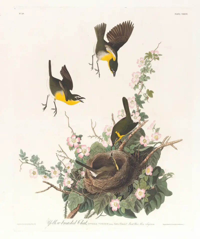 Żółtogardła pokrzewnica, John James Audubon