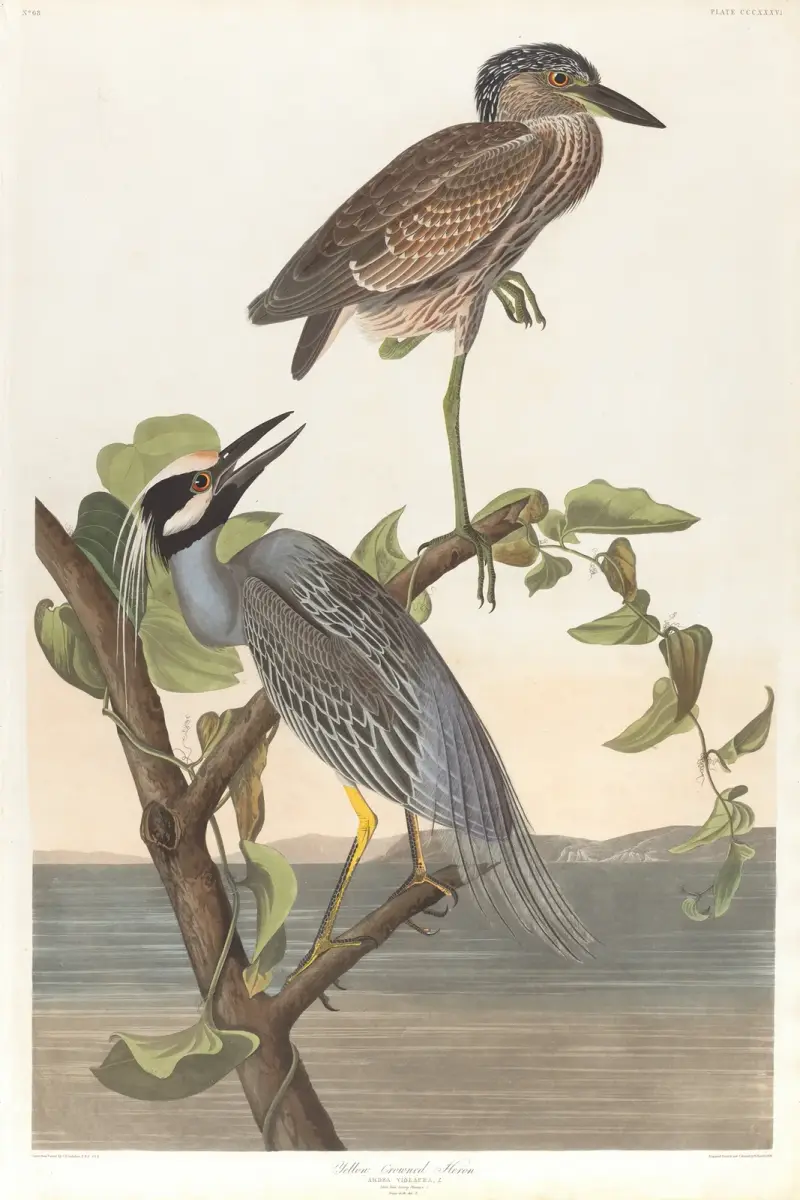 Czapla żółtoczuba, John James Audubon