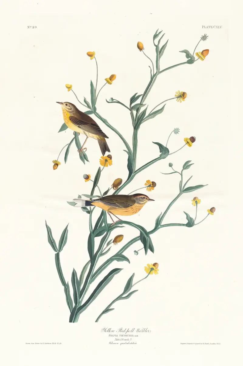 Żółta lasówka, John James Audubon