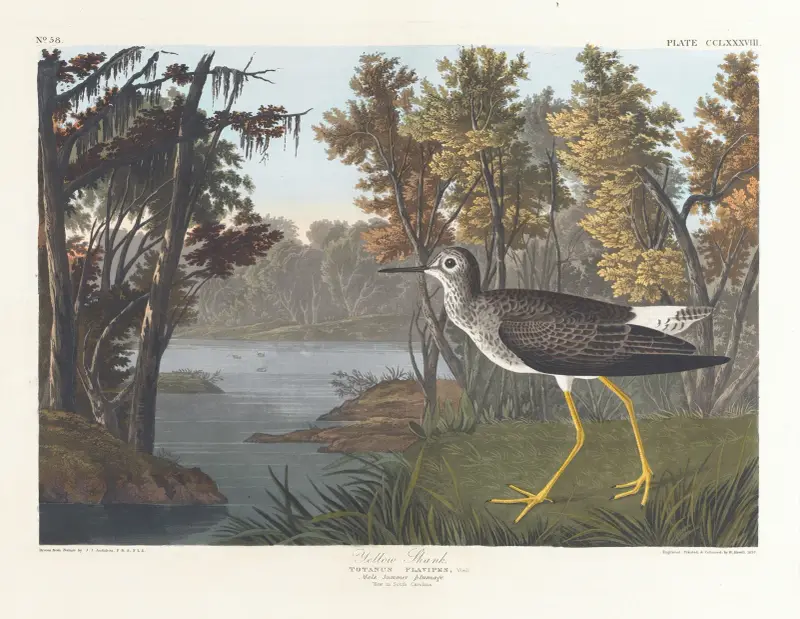 Gelbschenkel von John James Audubon