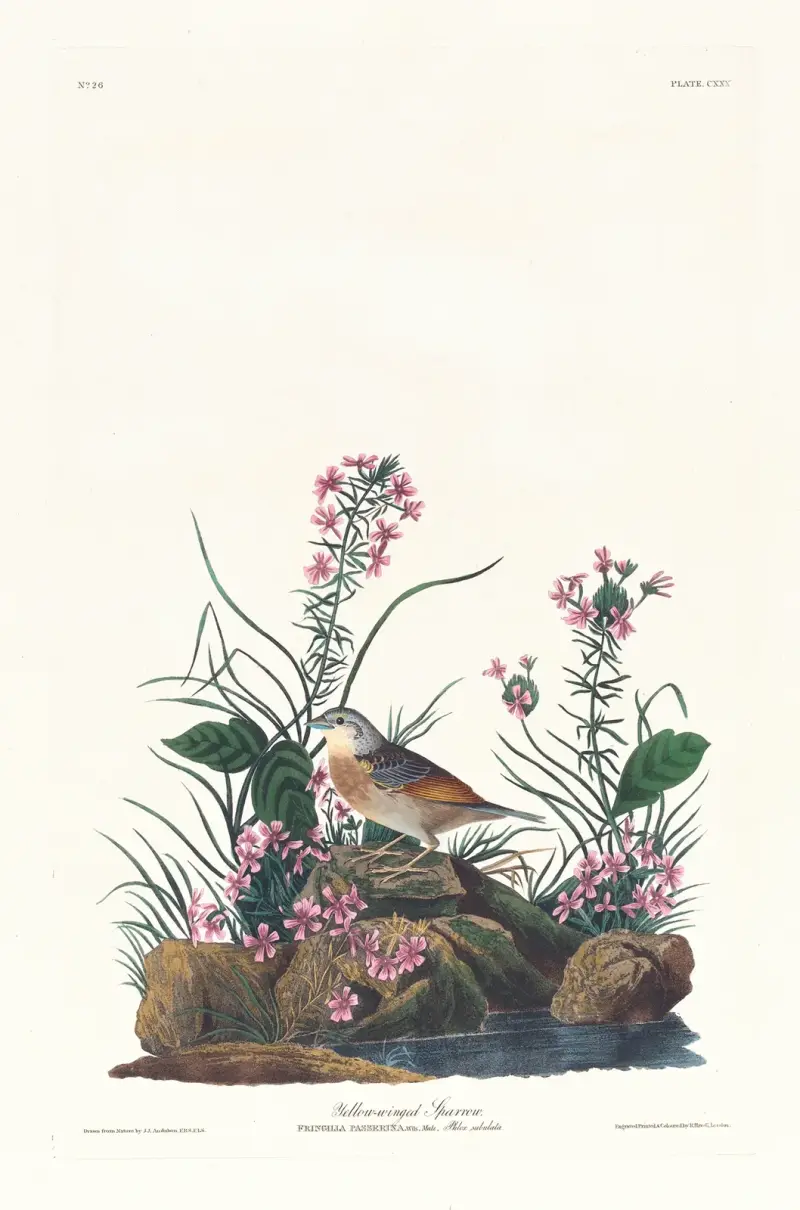 Žlutokřídlý vrabec, John James Audubon
