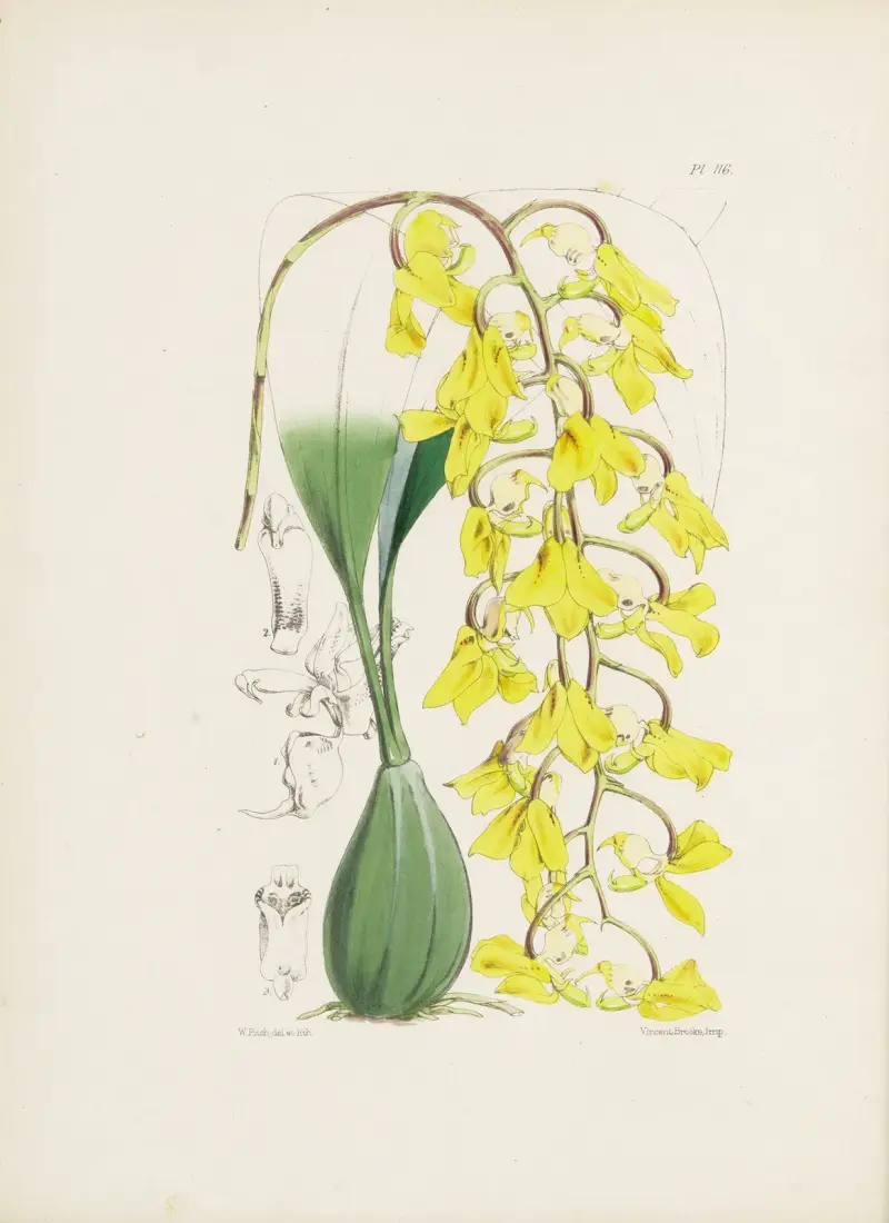 Aprikosenfarbene Acropera (Acropera armeniaca) von James Bateman