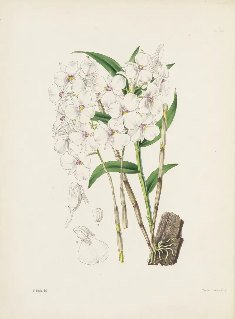Vousatá orchidej Dendrobium (Dendrobium barbatulum), James Bateman