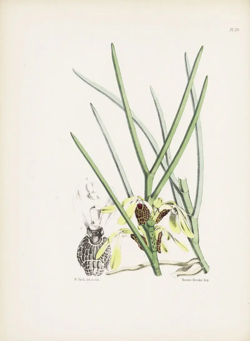 Schmetterlingsblütige Luisia (Luisia psyche) von James Bateman