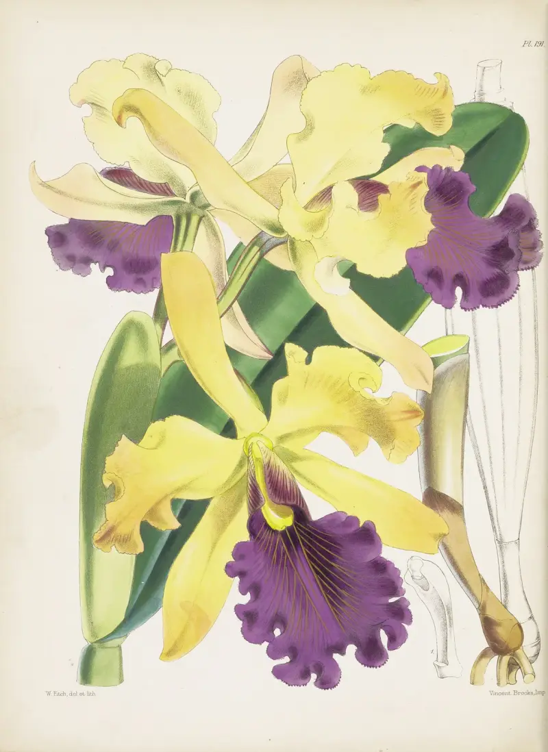Captain Dow's Cattleya (Cattleya dowiana) von James Bateman