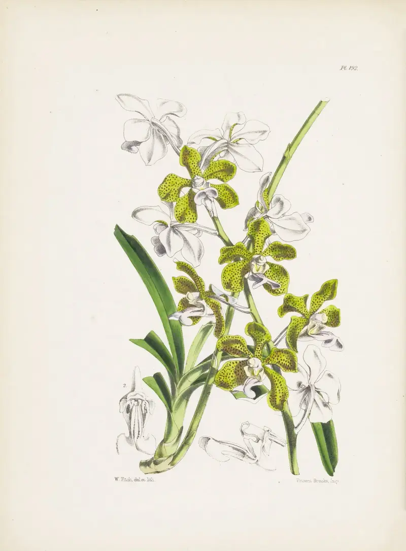 Wanda pułkownika Bensona (Vanda bensoni), James Bateman