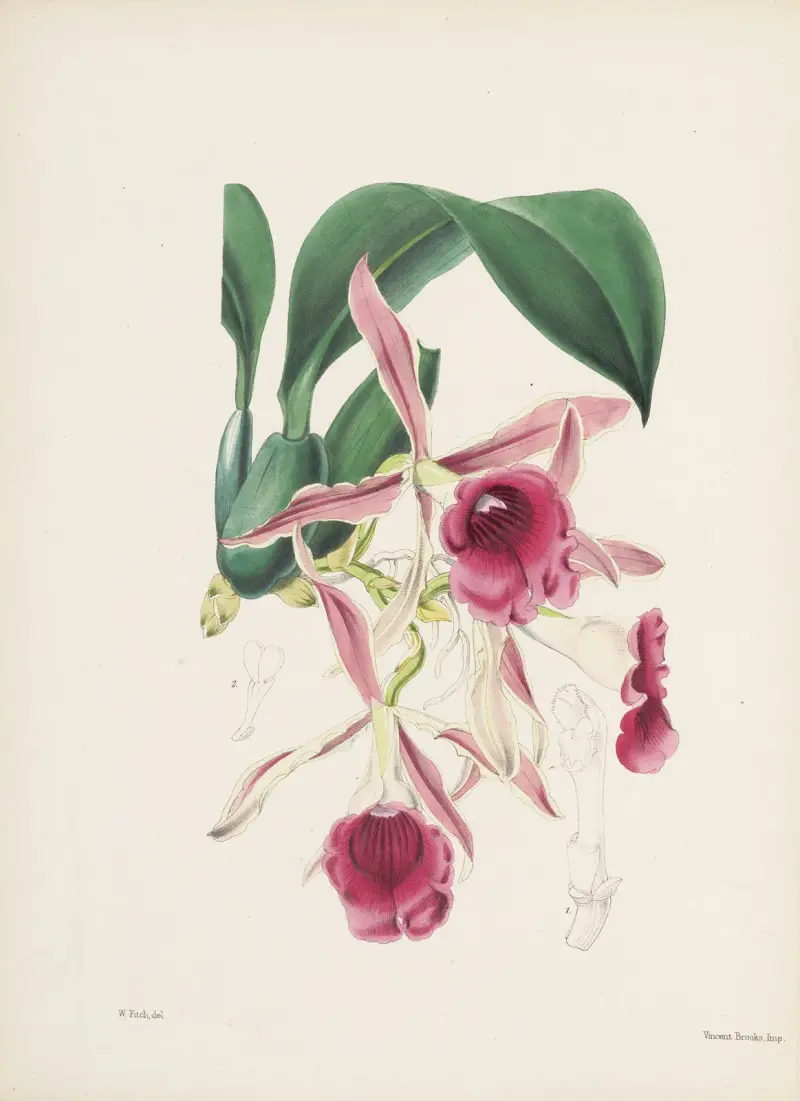 Trichopilia kędzierzawa (Trichopilia crispa), James Bateman