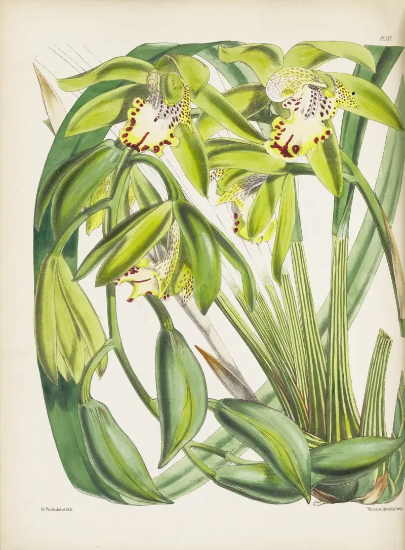 Dr. Hookerovo cymbidium (Cymbidium hookerianum), James Bateman