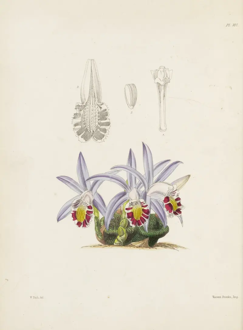 Lahvicovitá coelogyne (Coelogyne lagenaria), James Bateman