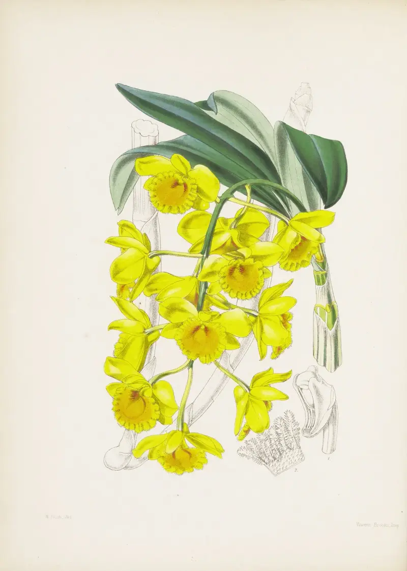 Goldbogen-Dendrobium (Dendrobium chrysotoxum) von James Bateman