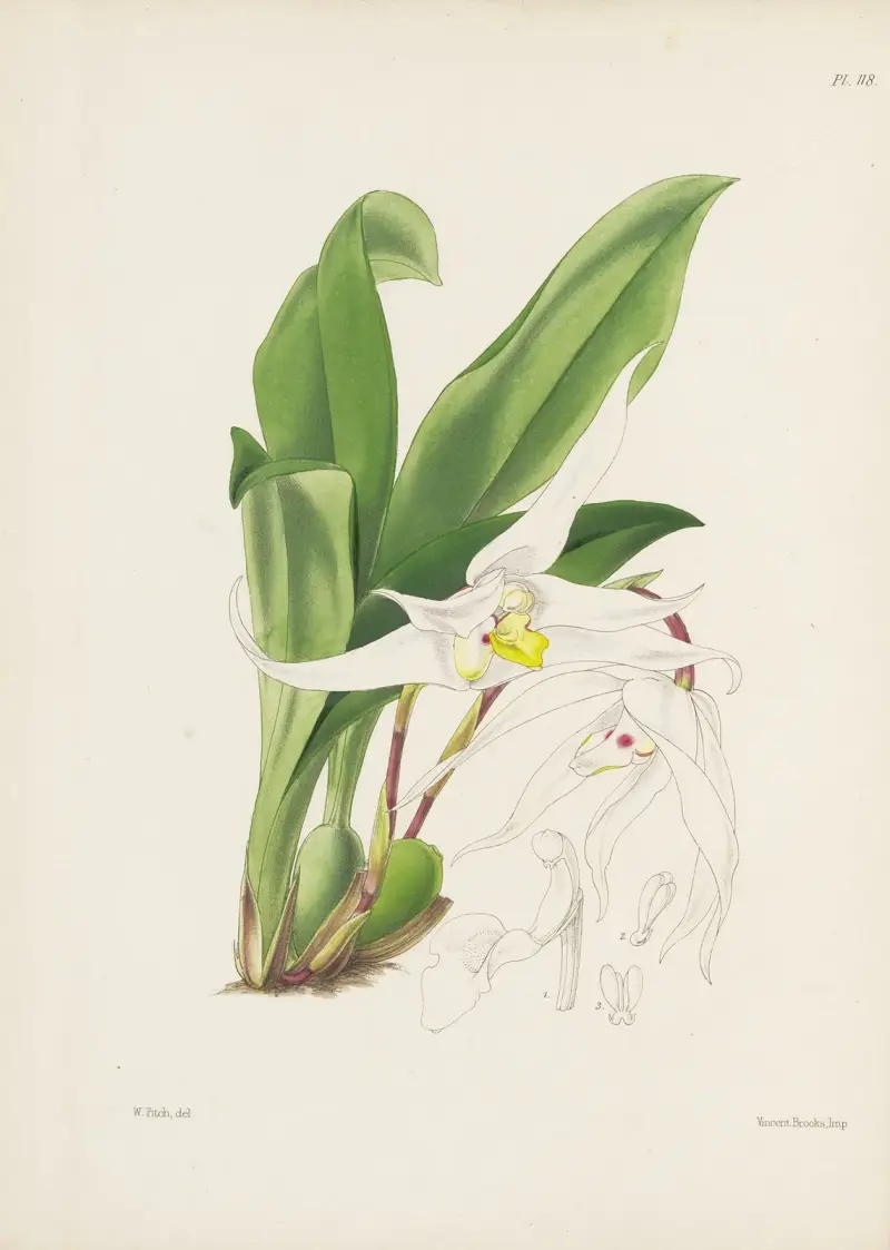 Graceful Maxillaria (Maxillaria venusta) von James Bateman