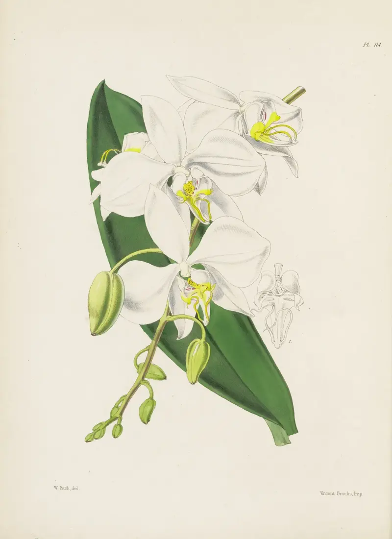 Großblütige indische Schmetterlingspflanze (Phalaenopsis amabilis, var. grandiflora) von James Bateman