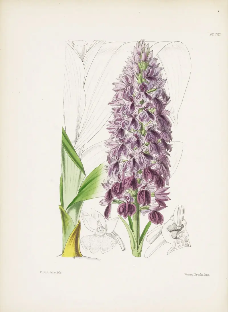 Leafy Orchis (Orchis foliosa), James Bateman