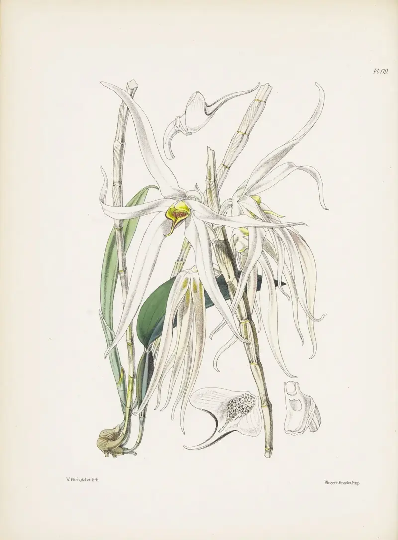 Langblütige Amboina-Dendrobium (Dendrobium amboinense) von James Bateman