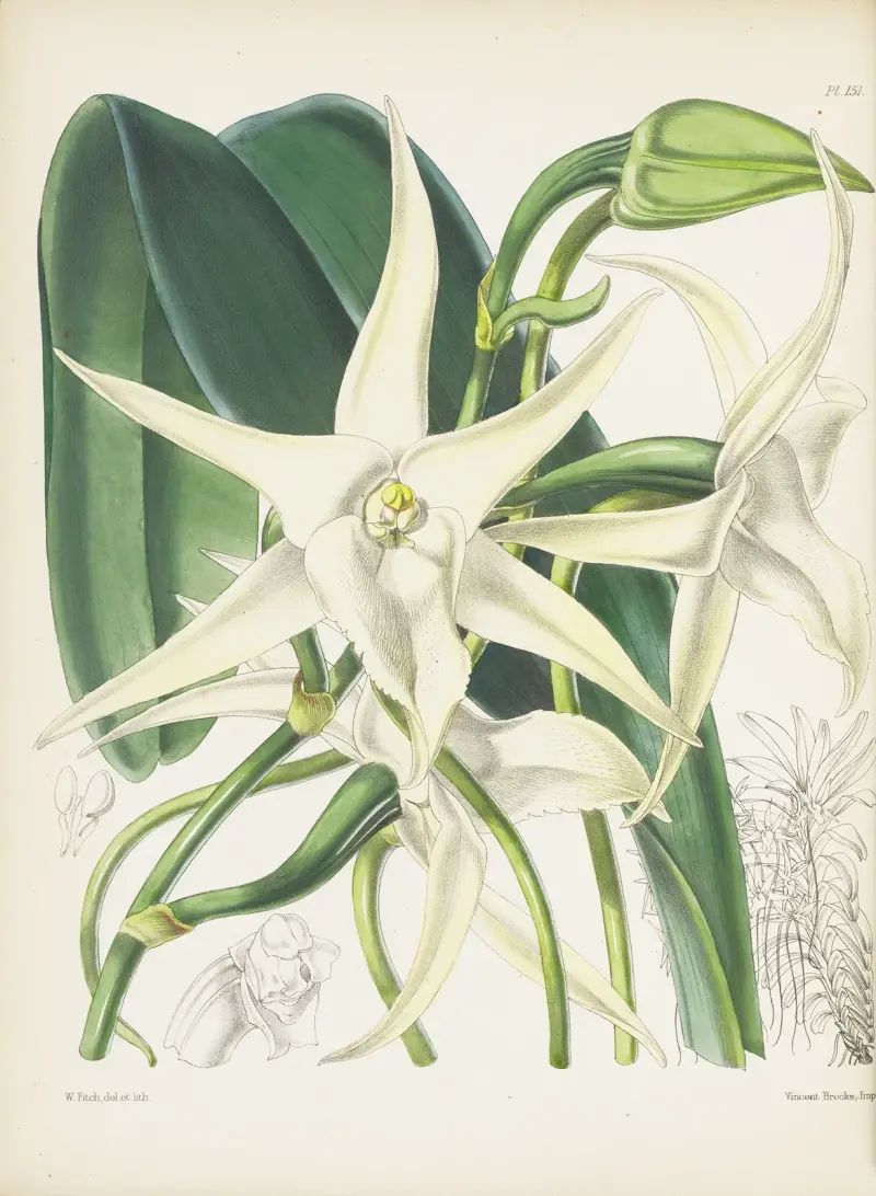 Angraecum sesquipedale, James Bateman