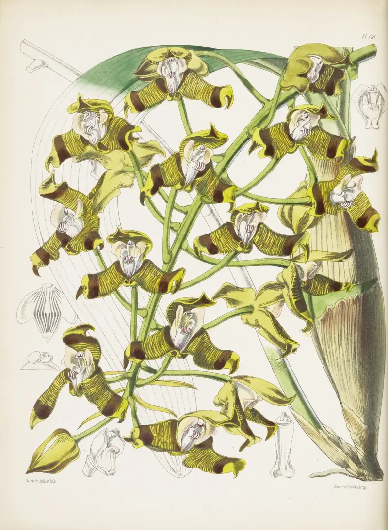 Mr. Ellis' Grammatophyllum (Grammatophyllum ellisii) von James Bateman