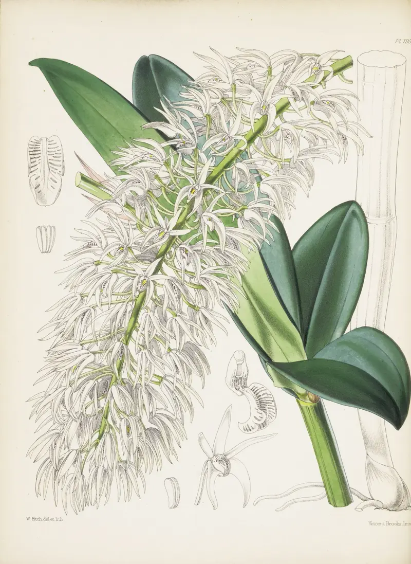 Mr. Hillova dendrobia (Dendrobium hillii), James Bateman