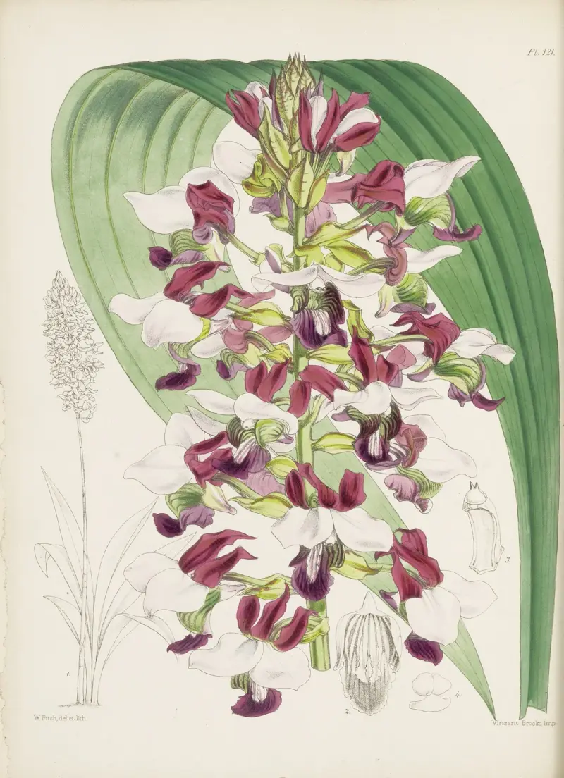 Mr. Horsfallův lissochilus (Lissochilus horsfallii), James Bateman