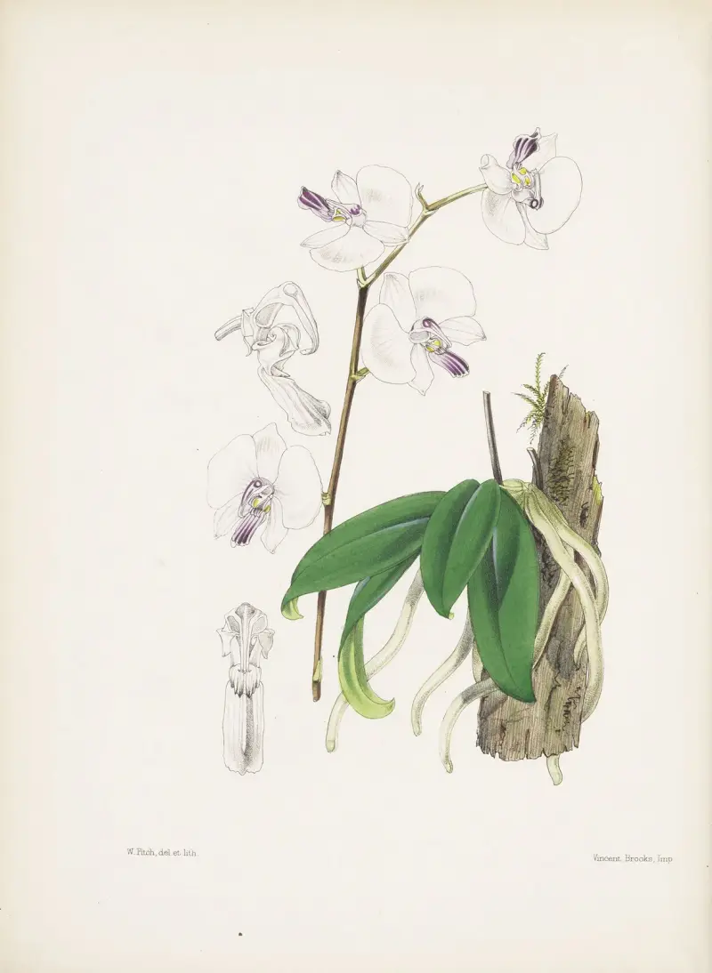 Phalaenopsis Lowa (Phalaenopsis lowii), James Bateman