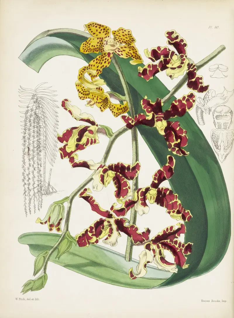 Mr. Lows Renanthera (Renanthera lowii) von James Bateman