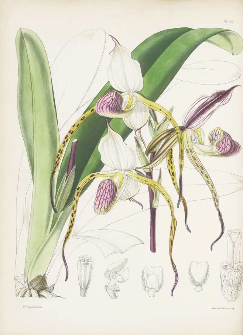 Mr. Stone’s Cypripedium (Cypripedium stonei) av James Bateman