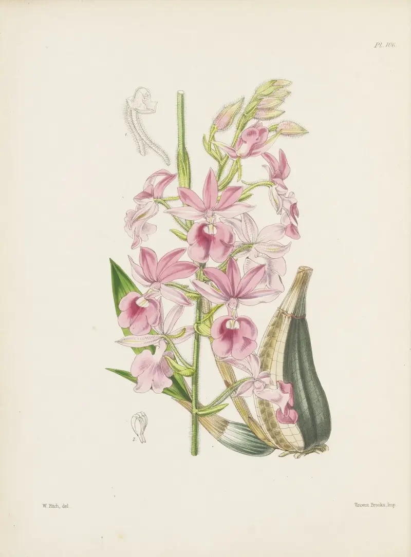 Mr. Veitchs Calanthe (Calanthe veitchii) von James Bateman