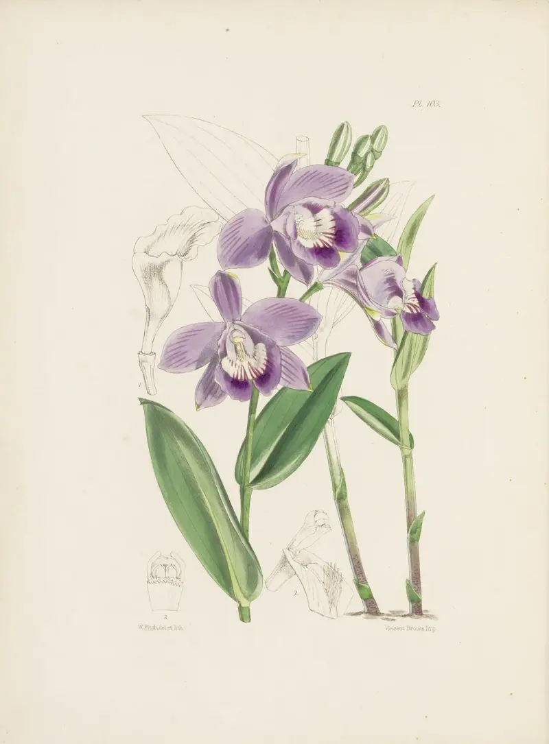 Epistephium pana Williamse (Epistephium williamsii), James Bateman