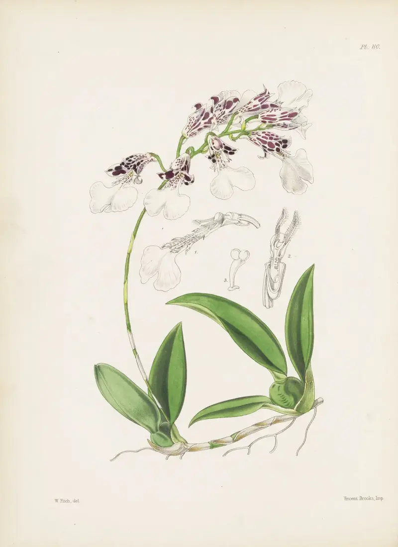 Neat Burlingtonia (Burlingtonia decora), James Bateman