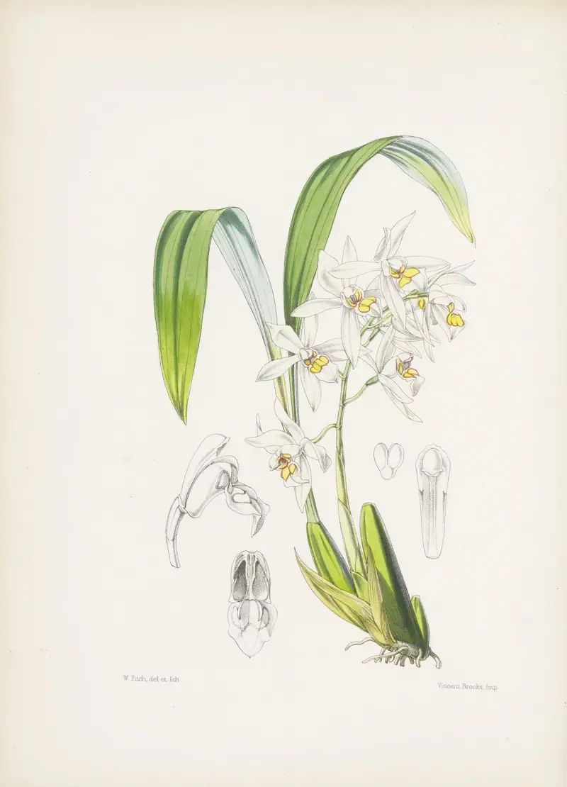 Coelogyne ochracea, James Bateman