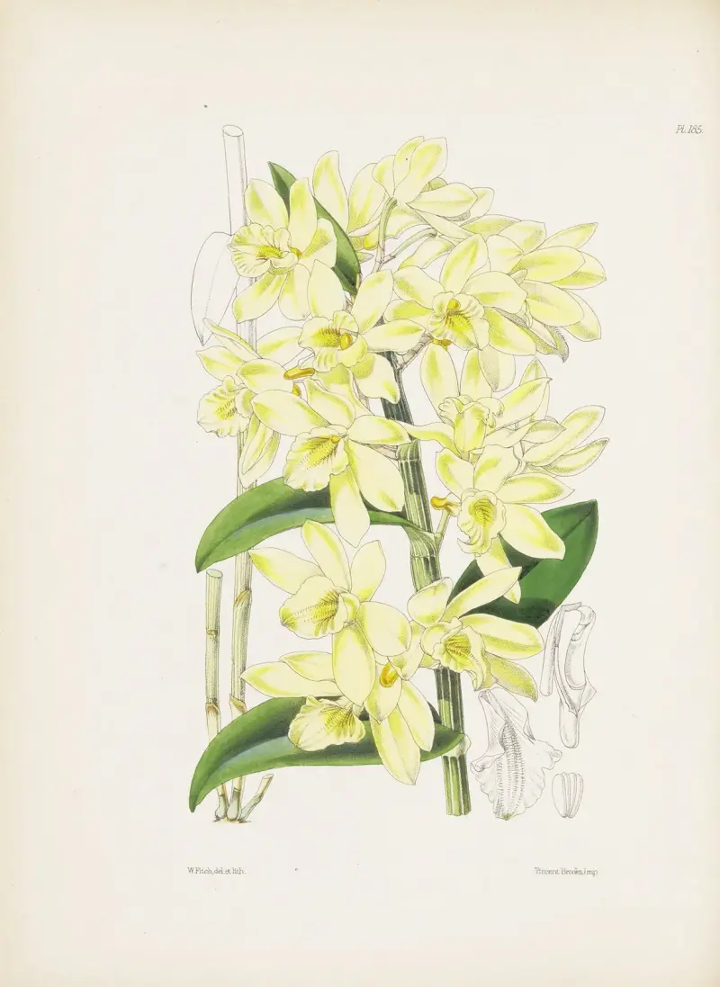 Dendrobium s bledě žlutými květy (Dendrobium luteolum), James Bateman