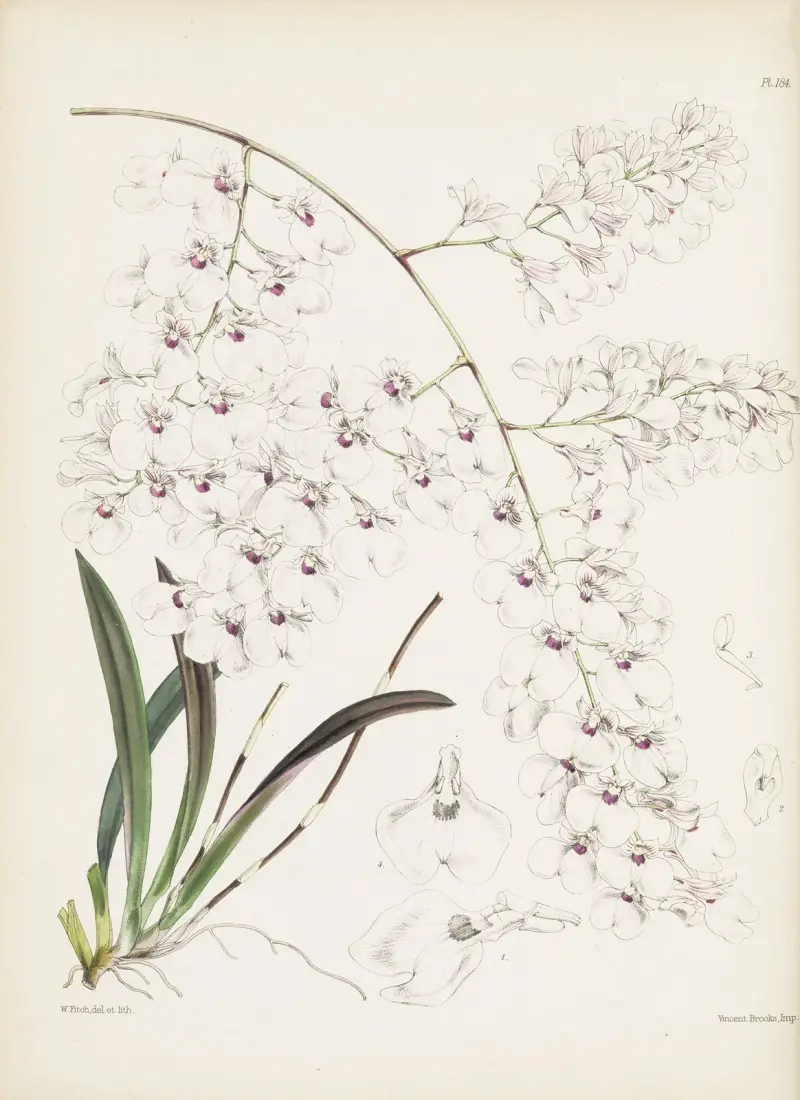 Lonopsis paniculata, James Bateman
