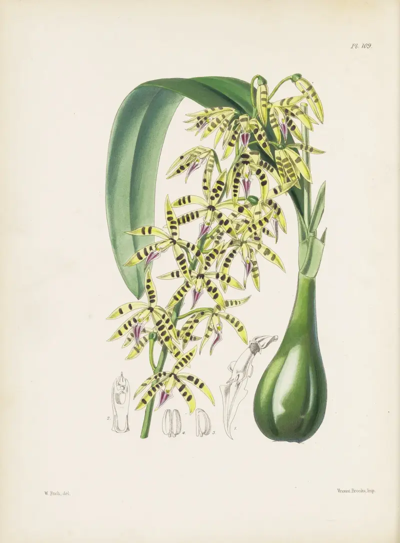 Epidendrum prismatocarpum, James Bateman