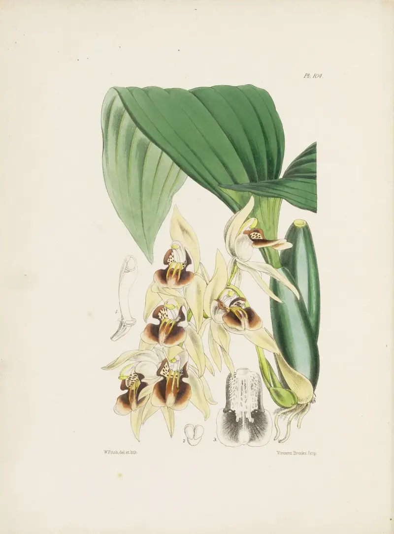 Rotbraune Coelogyne (Coelogyne fuscescens) von James Bateman