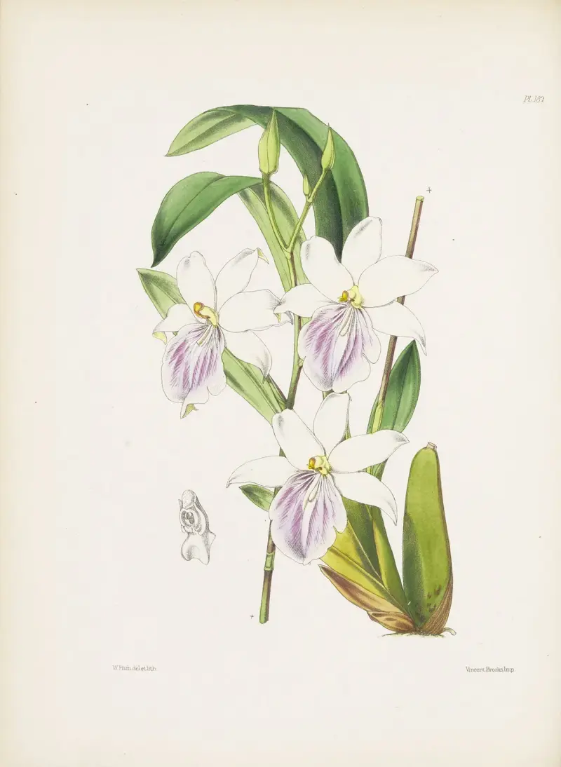 Miltonie Regnellova (Miltonia regnelli), James Bateman