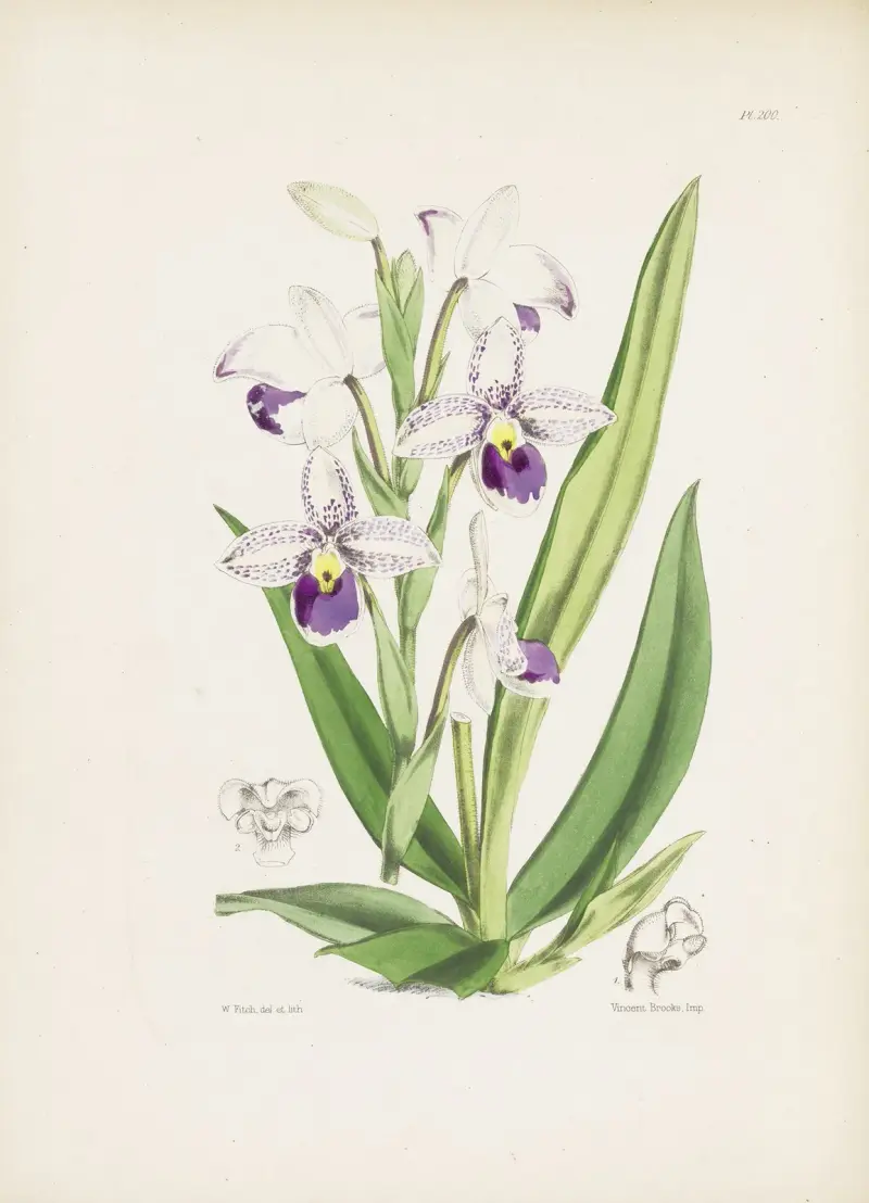 Schlims Frauenschuh (Cypripedium schlimii) von James Bateman