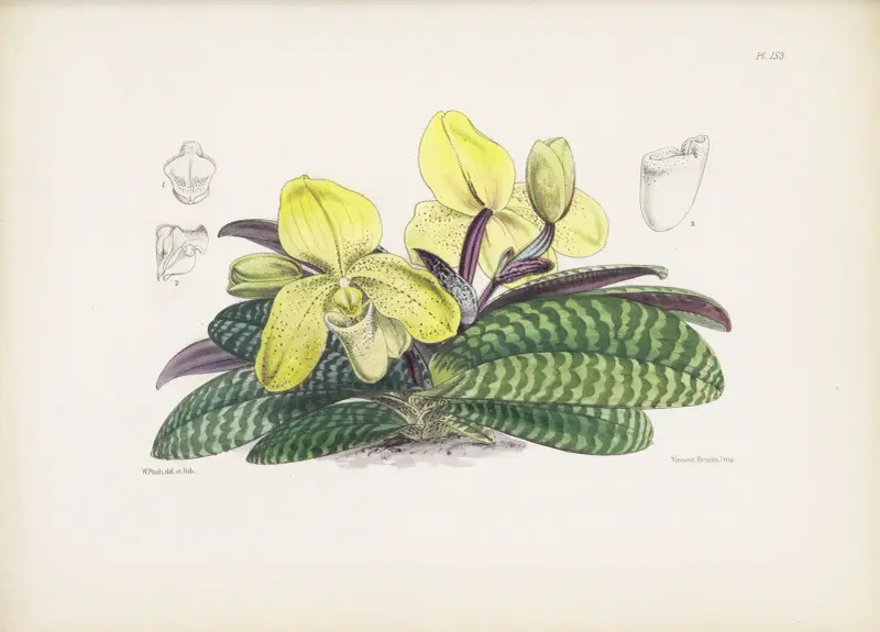 Einfarbiger Frauenschuh (Cypripedium concolor) von James Bateman