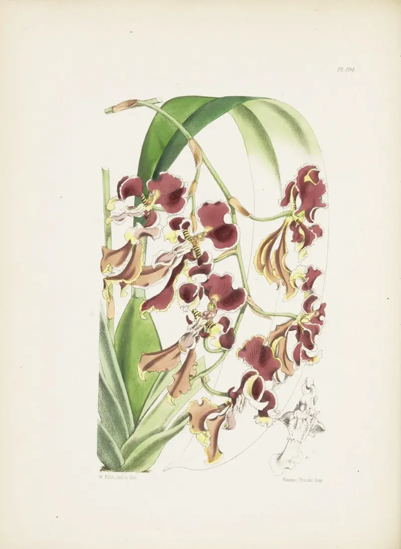 Gesägtes Oncidium (Oncidium serratum) von James Bateman