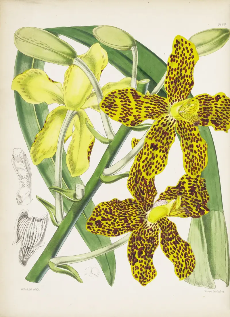 Velkolepá grammatophyllum (Grammatophyllum speciosum), James Bateman