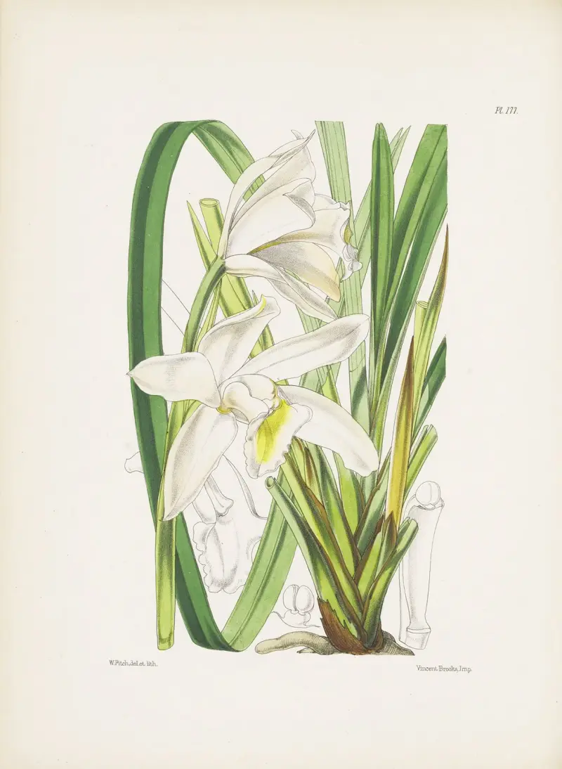 Cymbidium eburneum, James Bateman