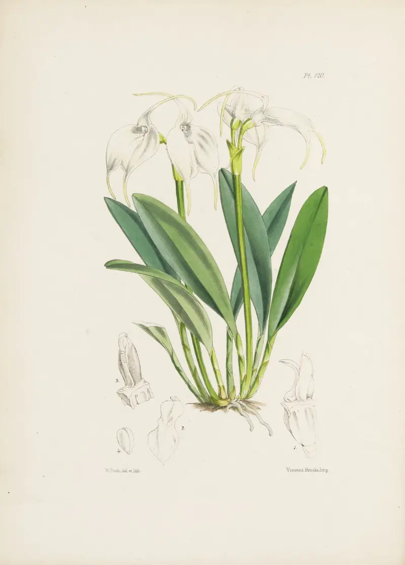 Masdevallia z Tovaru (Masdevallia tovarensis), James Bateman