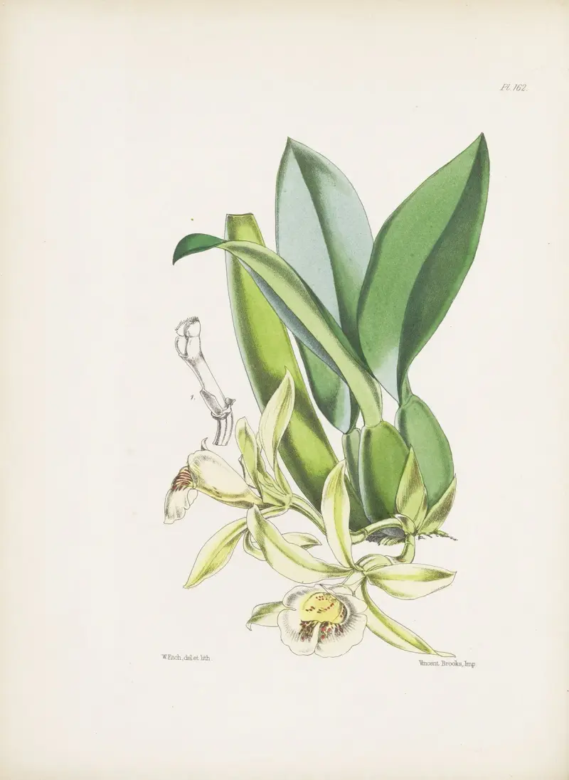The Turialva Trichopilia (Trichopilia turialvae) av James Bateman