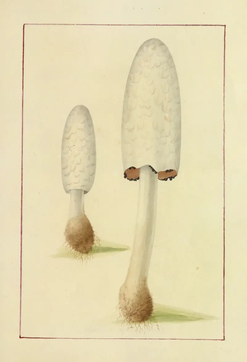 Icons fungorum circa Halifax sponte Nascentium Pl.042 von James Bolton