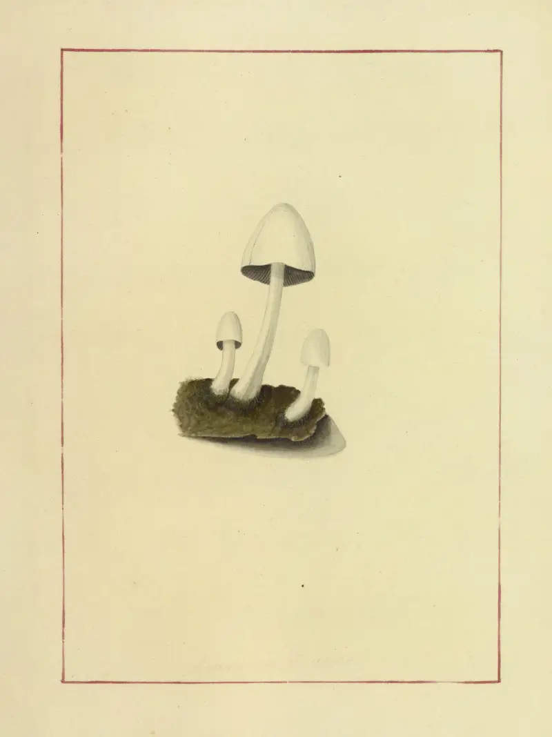 Icons fungorum circa Halifax sponte Nascentium Pl.055 av James Bolton