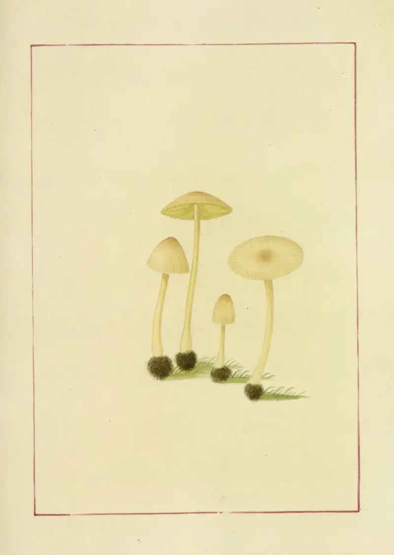 Icons fungorum circa Halifax sponte Nascentium Pl.056 av James Bolton