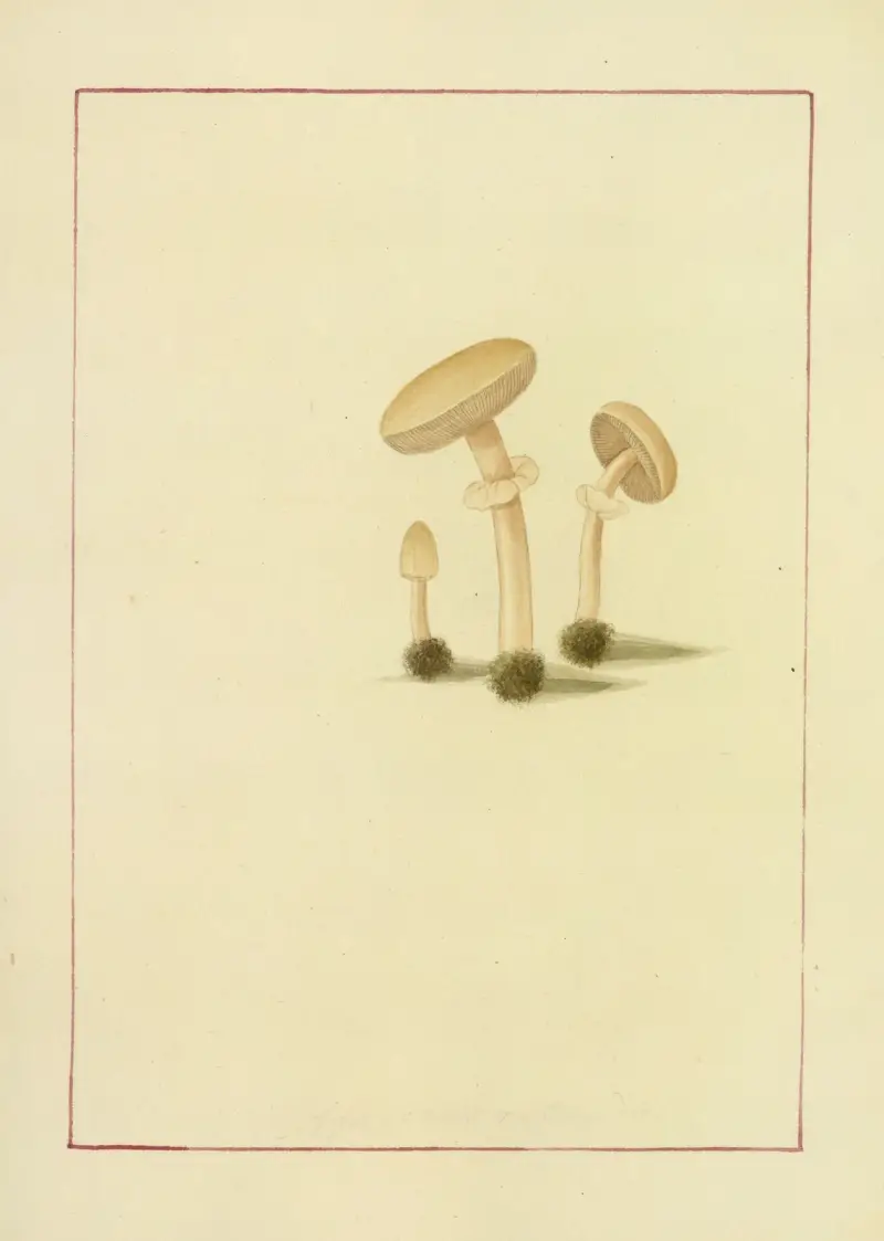 Icons fungorum circa Halifax sponte Nascentium Pl.057 av James Bolton