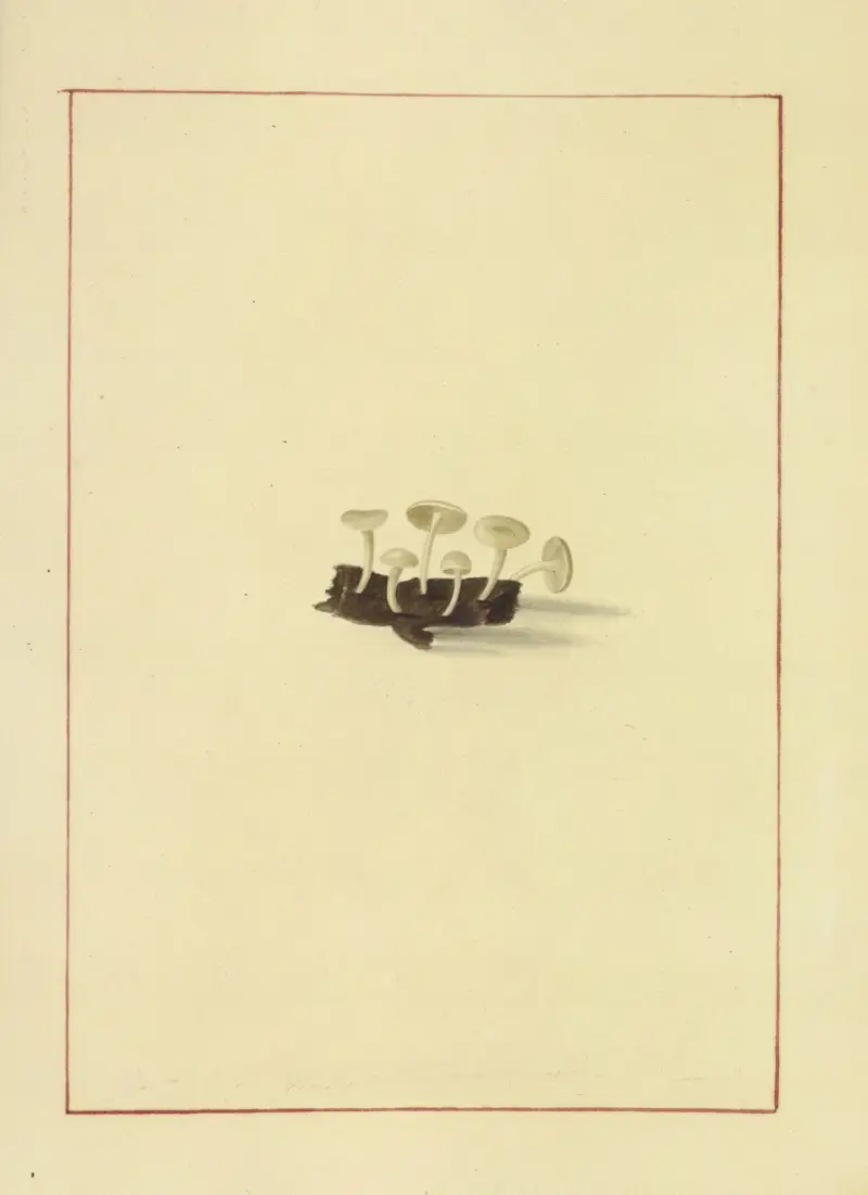 Icons fungorum circa Halifax sponte Nascentium Pl.068 av James Bolton
